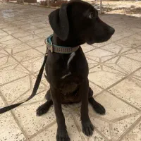 سگ پیت پول گمشده