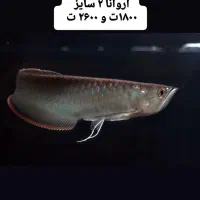 فروش ماهی تزئینی و آکواریوم|ماهی|سیرجان, |دیوار