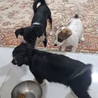 سگ شیتزو میکس