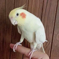 عروس هلندی لوتینو نر