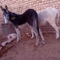 بچه اسب|اسب و تجهیزات اسبسواری|نیشابور, عطار|دیوار