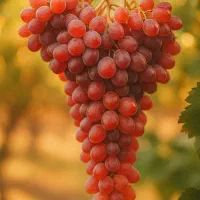 نهال/نگران/بادام/گردو|عمده‌فروشی|خلخال, |دیوار