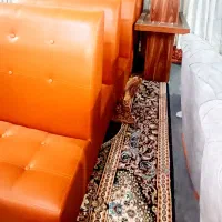 فروش مبل و میز کافه رستوران در حد نو|کافیشاپ و رستوران|ساری, |دیوار