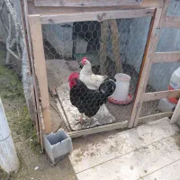 مرغ و خروس سالم و تخم گذار