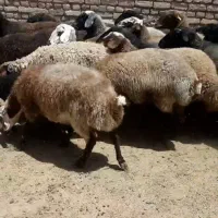 میش جوان|حیوانات مزرعه|قم, نیروگاه|دیوار