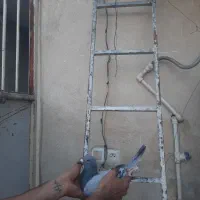 کبوتر پلاکی ،مسافتی|پرنده|پاکدشت, پاکدشت (مامازند)|دیوار