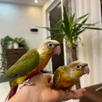 طوطی گرینچیک