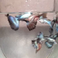 گوپی بلو مسکو جاینت رد وایت... و کت پوزه بوته ای