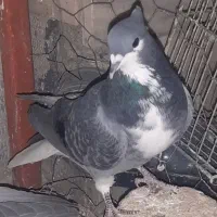 کبوتر|پرنده|اصفهان, شاهد|دیوار