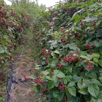 بوته تمشک اصلاح شده بدون خار