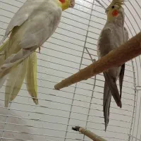 عروس هلندی|پرنده|شوشتر, |دیوار