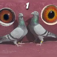 مسافتی پلاکی سار