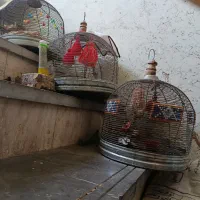 قفس سهره قناری