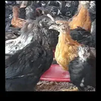 جوجه مرغ خروس دورگ محلی شیراز ارسال رایگان