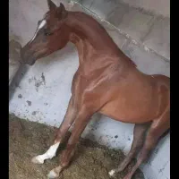 اسب مادیان عرب