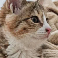 گربه خونگی عقیم شده واگذاری