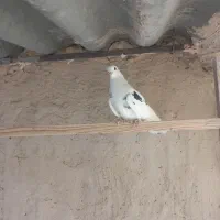 فروش کبوتر|پرنده|تهران, افسریه شمالی|دیوار