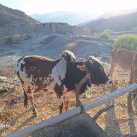 گاونرخیلی خوب ارام|حیوانات مزرعه|بشاگرد, |دیوار