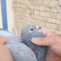 کبوتر  پلاکی  کفتر پرنده مسافتی سبز چاپی|پرنده|اهواز, ملاشیه|دیوار