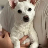 واگذاری سگ|سگ|فولادشهر, C1|دیوار