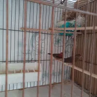 پرنده|پرنده|رشت, پارک شهر|دیوار