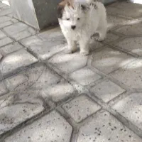 سگ مالتیز عروسکی و پامر روباهی