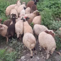 بره نر وماده