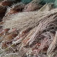 چراکسی چارو نمیخره جارو 5دسته بگیر1دسته رایگان ببر
