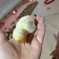 کارگر مرغداری 10هزار