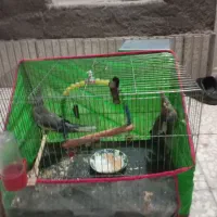 لوازم جانبی|لوازم جانبی موبایل و تبلت|سبزوار, چهارراه فرودگاه|دیوار