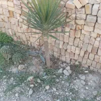 گل یوکا|حراج|گنبد کاووس, |دیوار