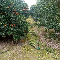 استخدام کارگر پرتقال چینی در بابل