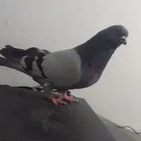 ابی نر قطعه دار وچوب اینیان