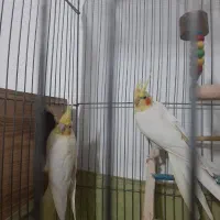 عروس هلندی مولد با جوجه