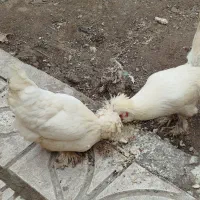 مرغ و خروس محلی و سلطان