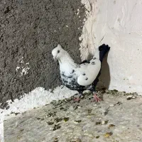 دم سیاه معاوضه با پلاکی|پرنده|فسا, |دیوار