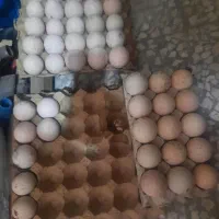 تخم بوقلمون