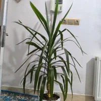 گل طبیعی|گل و گیاه طبیعی|فولادشهر, B2|دیوار