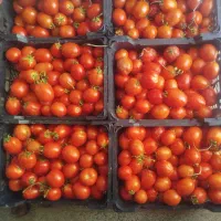 گوجه و بادمجون درجه یک کیلو ۲۰و۱۵