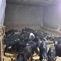 کهره نر|حیوانات مزرعه|شیراز, حومه شیراز|دیوار