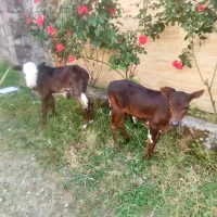 ورزا کوله شیرخوار
