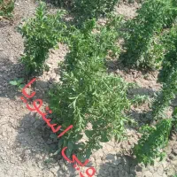 بره گوسفند غاز مرغ و خروس شربت استویا|حیوانات مزرعه|آمل, |دیوار