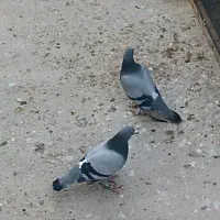 کبوترالمانی مسافتی وپرشی|پرنده|بسطام, |دیوار