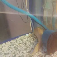 ماهی لجن خوار|ماهی|قم, علی آباد سعدگان|دیوار