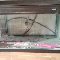 آکواریوم آماده کمددار ،ماهیران اصل|ماهی|کلاله, |دیوار