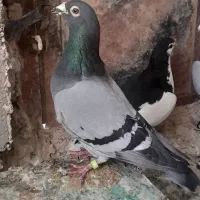کفتر|پرنده|درمیان, |دیوار