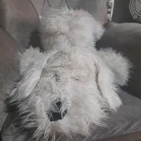 دونه ای صد