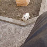 واگذاری خرگوش 4ماهه