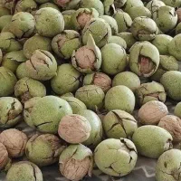 نهال گردو و بادام خوشه ای با ضمانت کتبی|خدمات باغبانی و درختکاری|بروجرد, |دیوار