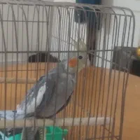 عروس‌هلندی